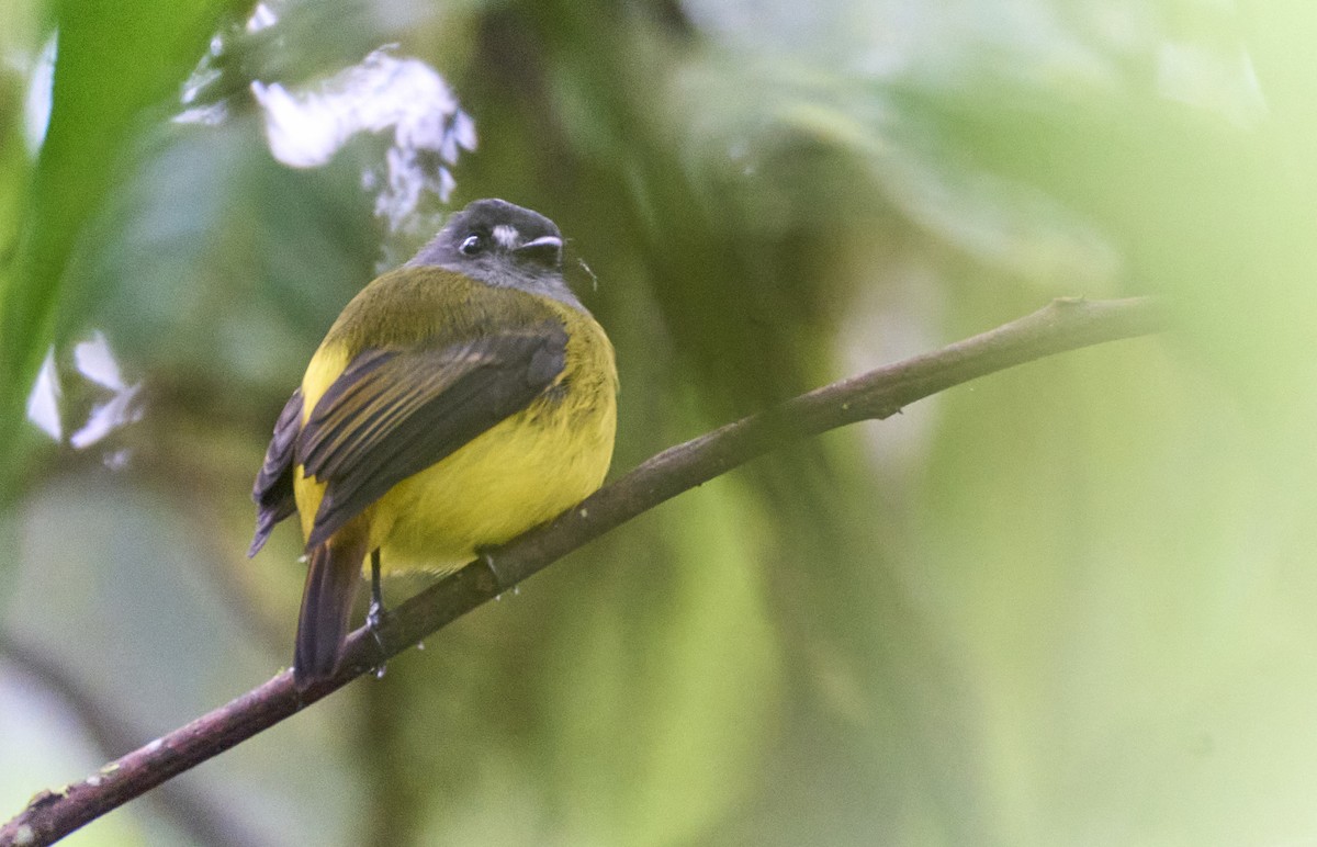 Ornate Flycatcher - ML637966875