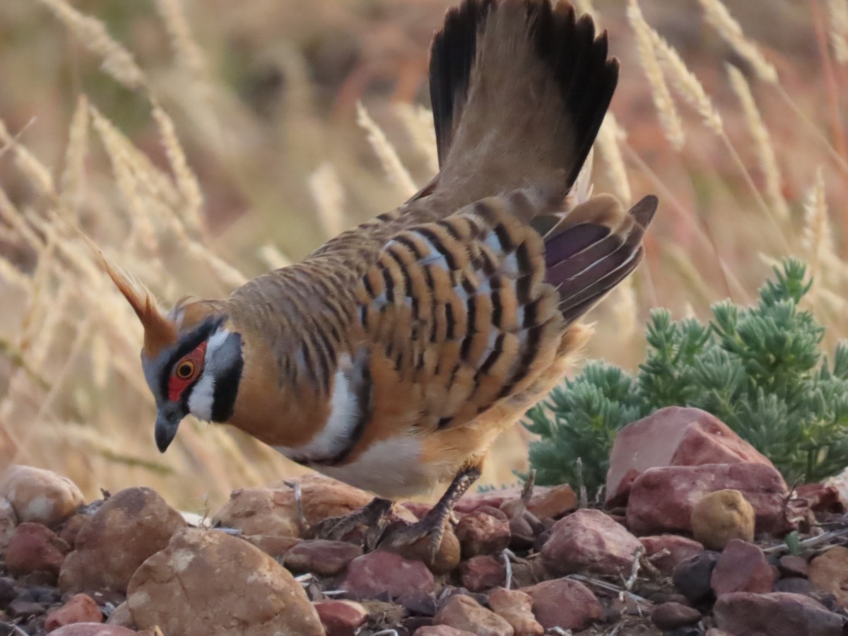 Spinifex Pigeon - ML637966877