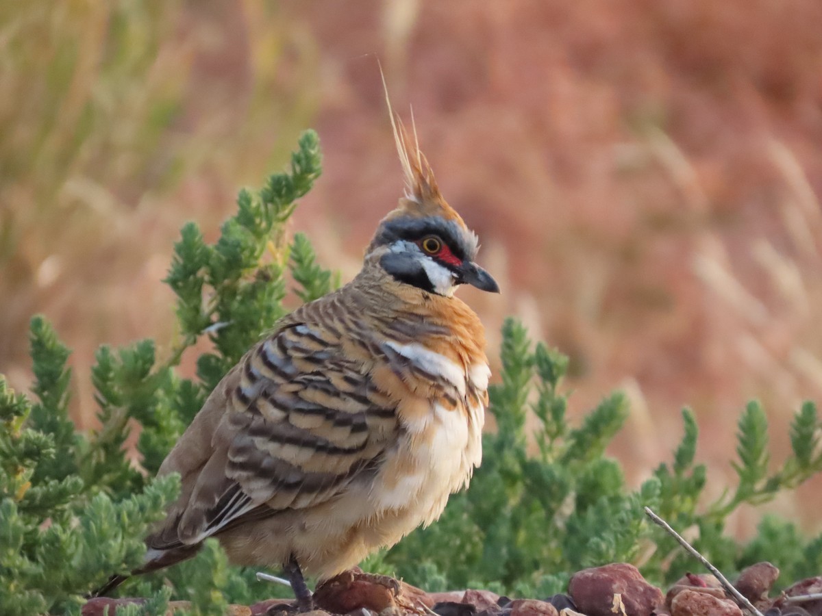 Spinifex Pigeon - ML637966884