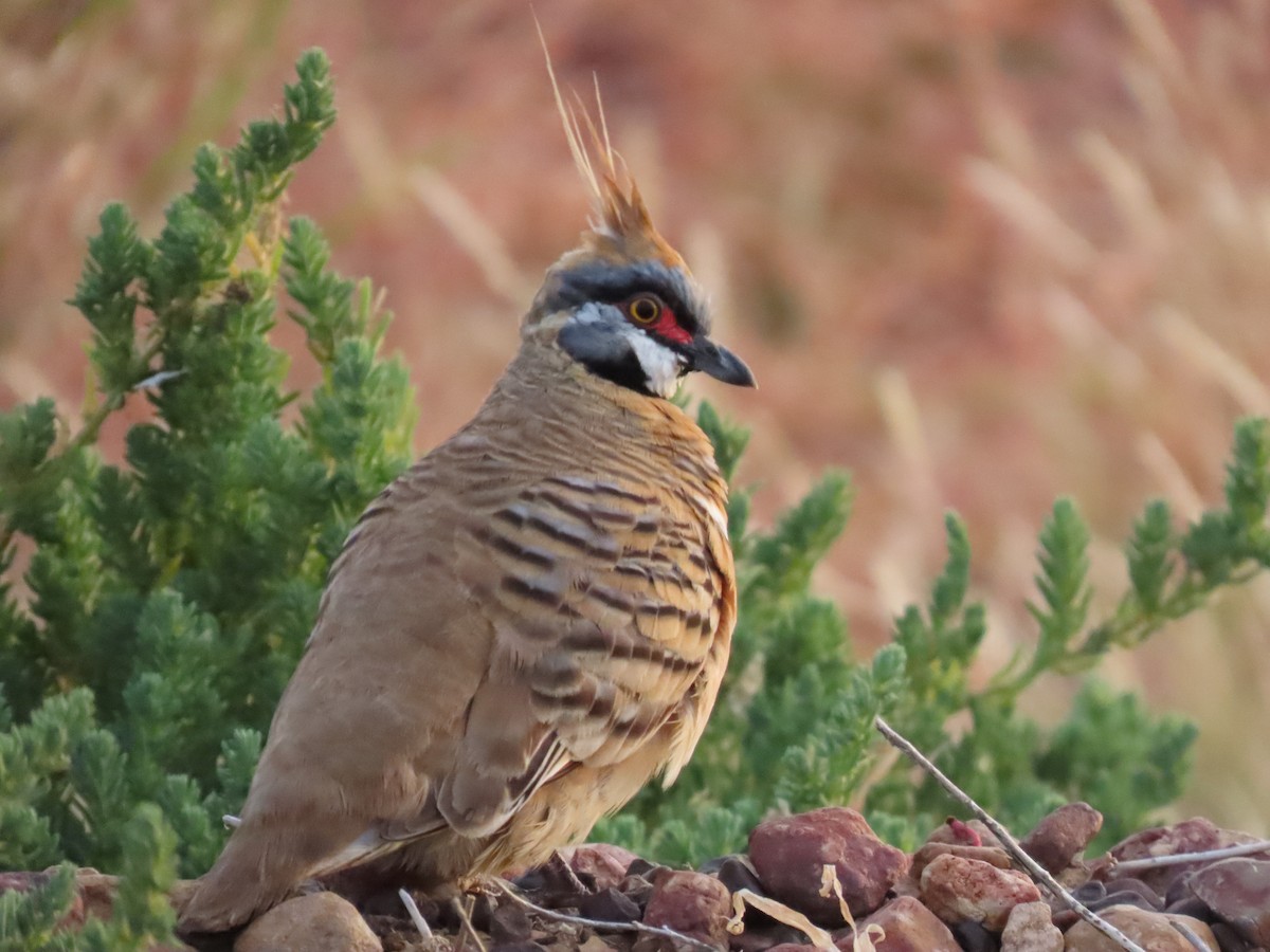 Spinifex Pigeon - ML637966886