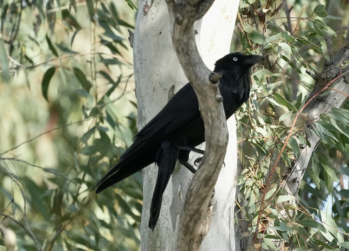Australian Raven - ML637966892