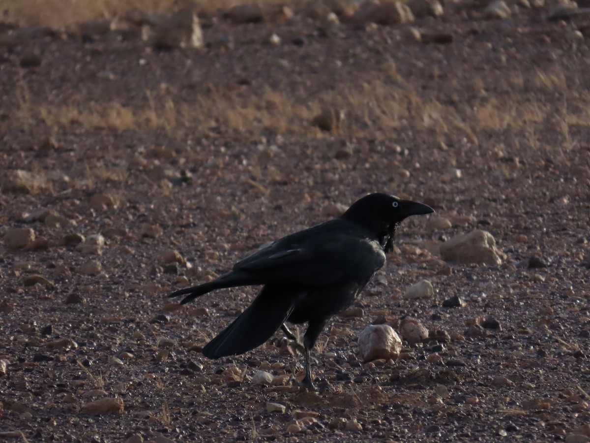 Australian Raven - ML637966915