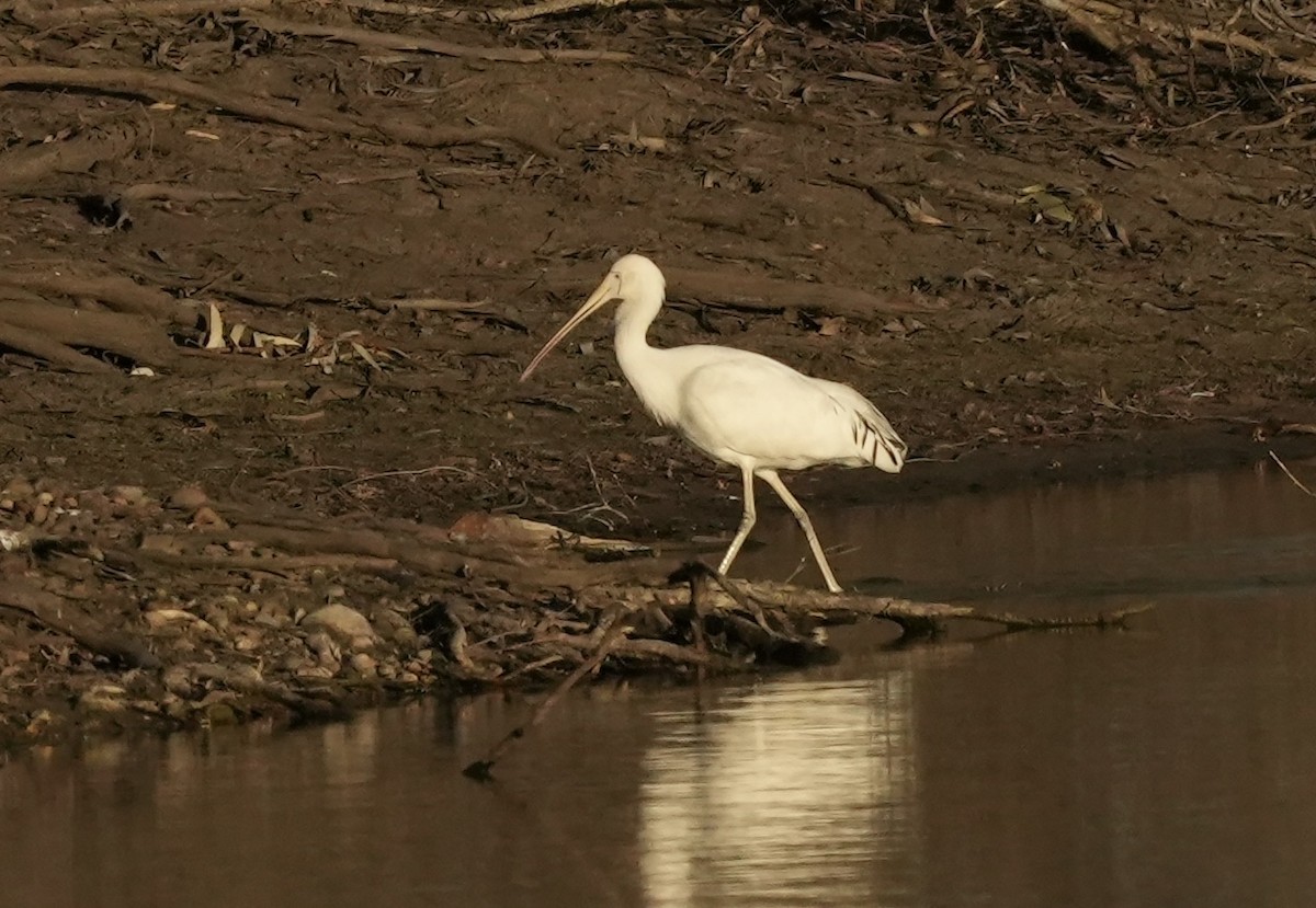 Yellow-billed Spoonbill - ML637966931