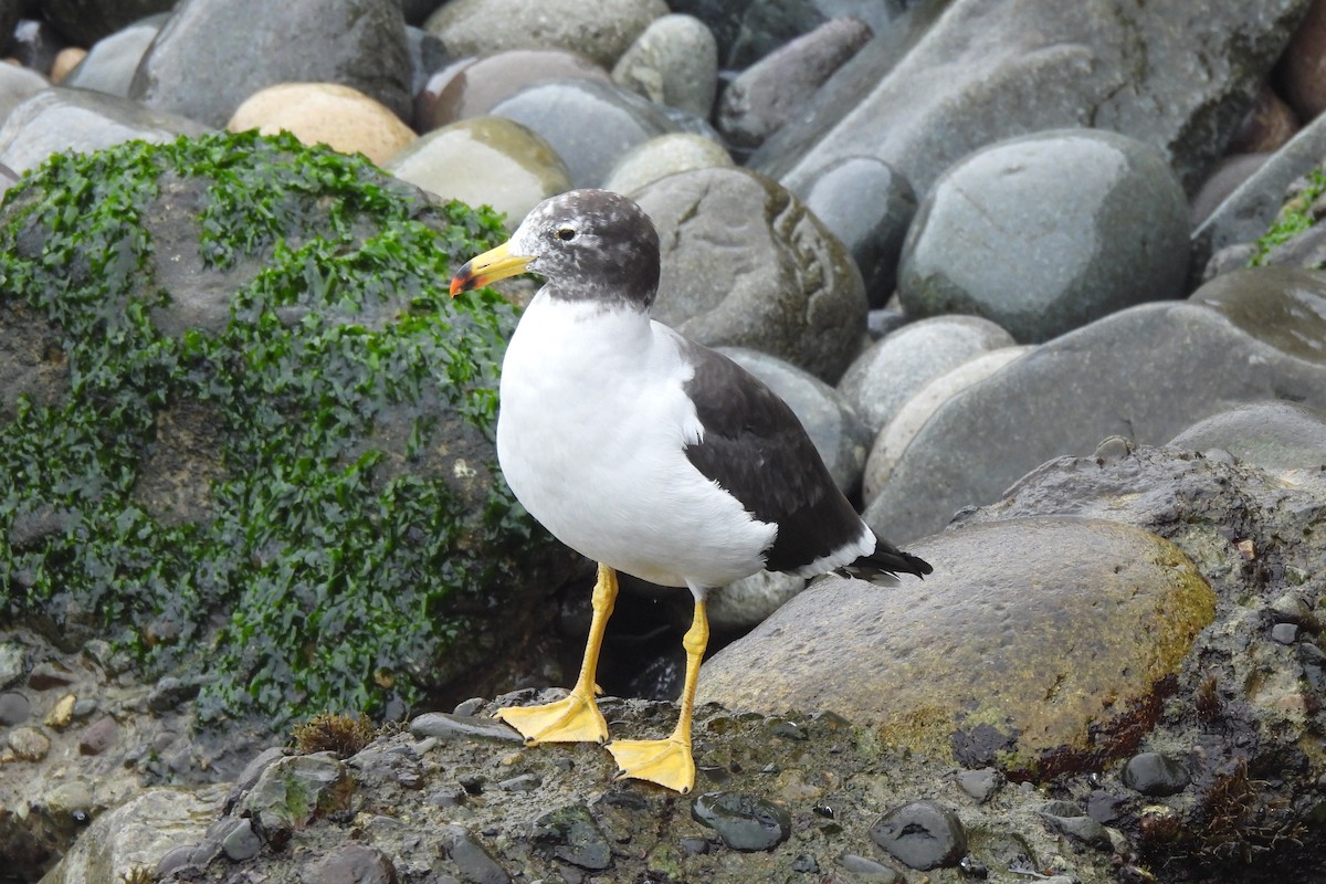 Belcher's Gull - ML637966959