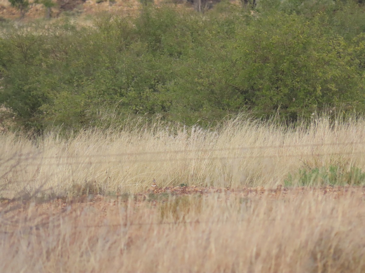 Spinifex Pigeon - ML637966960