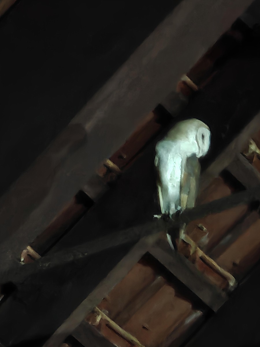 Eastern Barn Owl - ML637967011