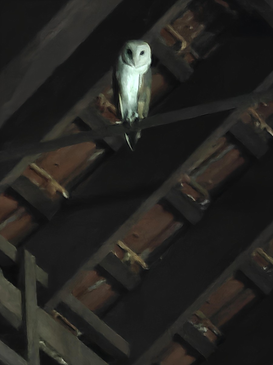 Eastern Barn Owl - ML637967012
