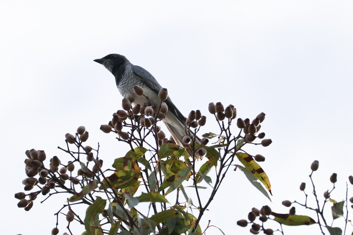 White-bellied Cuckooshrike - ML637967028