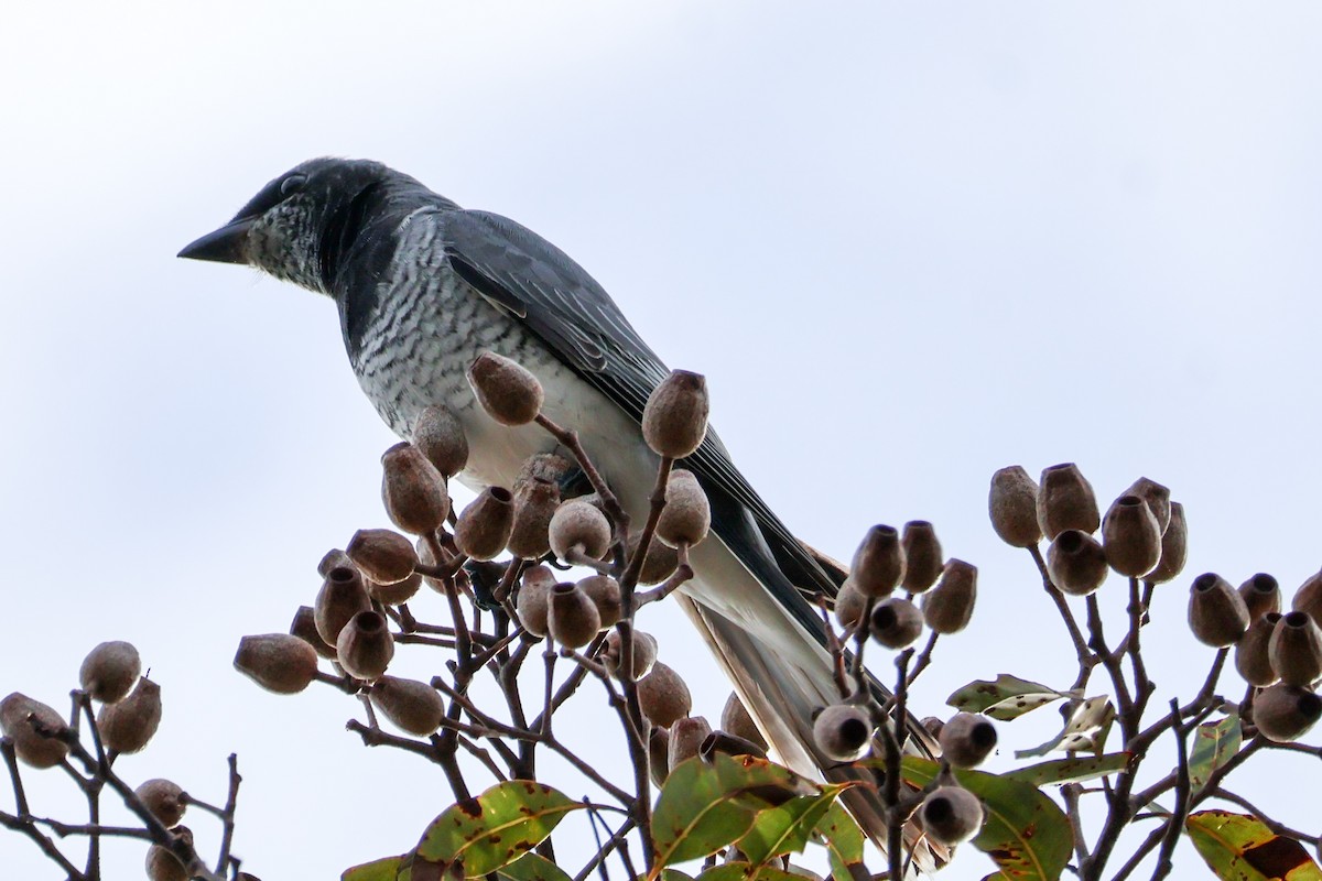 White-bellied Cuckooshrike - ML637967029