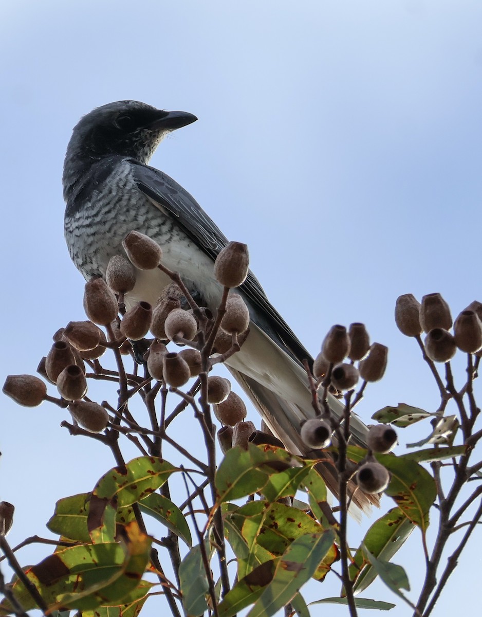 White-bellied Cuckooshrike - ML637967030