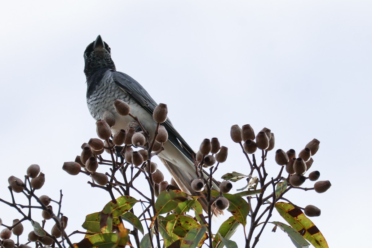 White-bellied Cuckooshrike - ML637967031