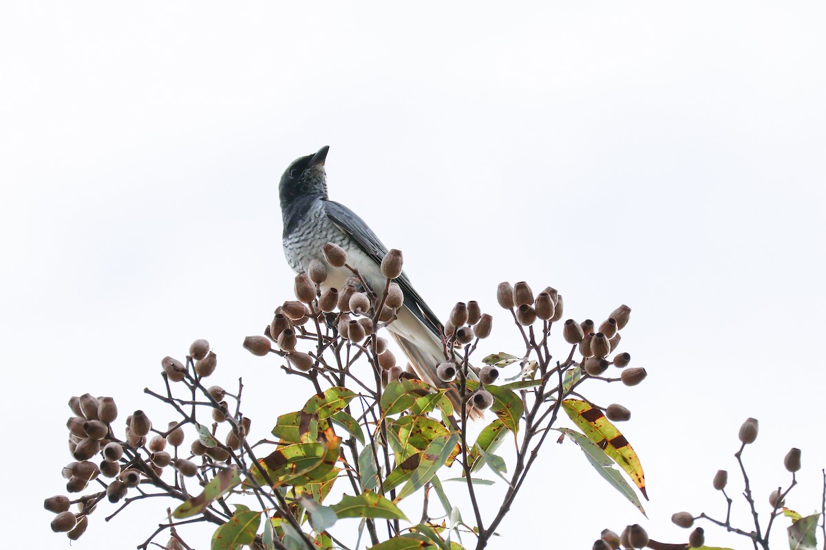 White-bellied Cuckooshrike - ML637967032