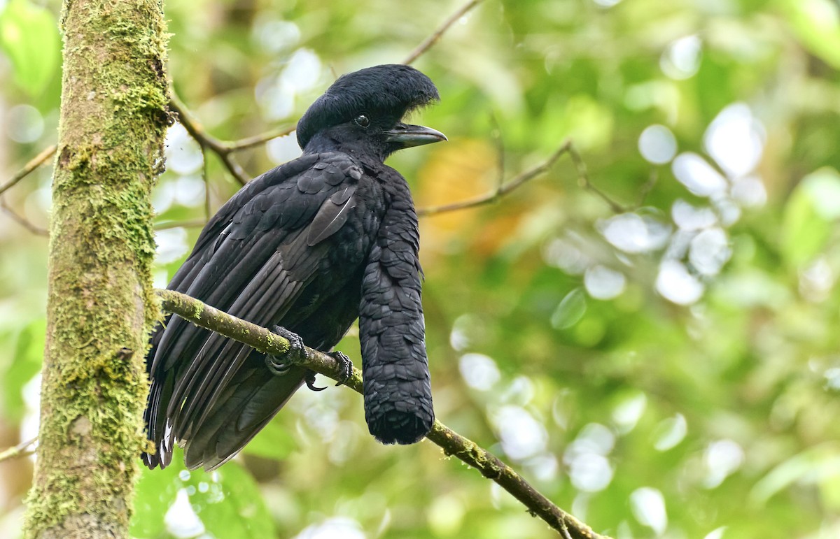 Long-wattled Umbrellabird - ML637967034