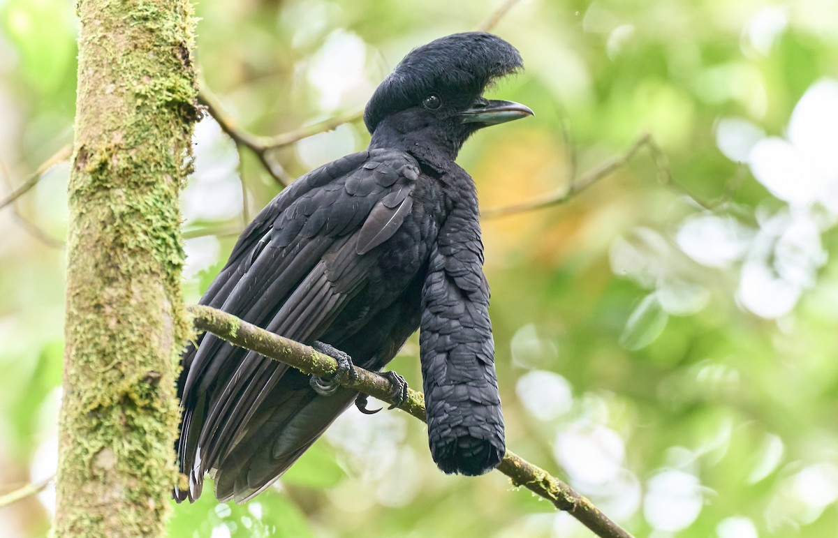 Long-wattled Umbrellabird - ML637967035