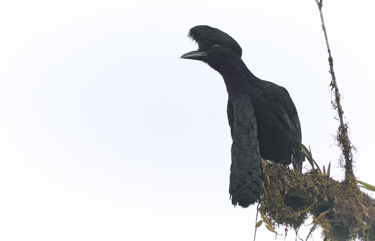 Long-wattled Umbrellabird - ML637967036