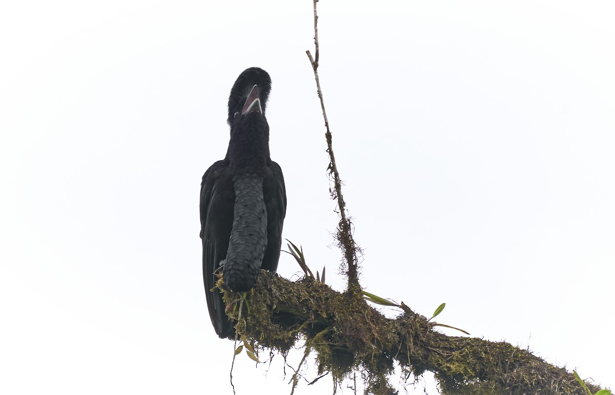 Long-wattled Umbrellabird - ML637967037