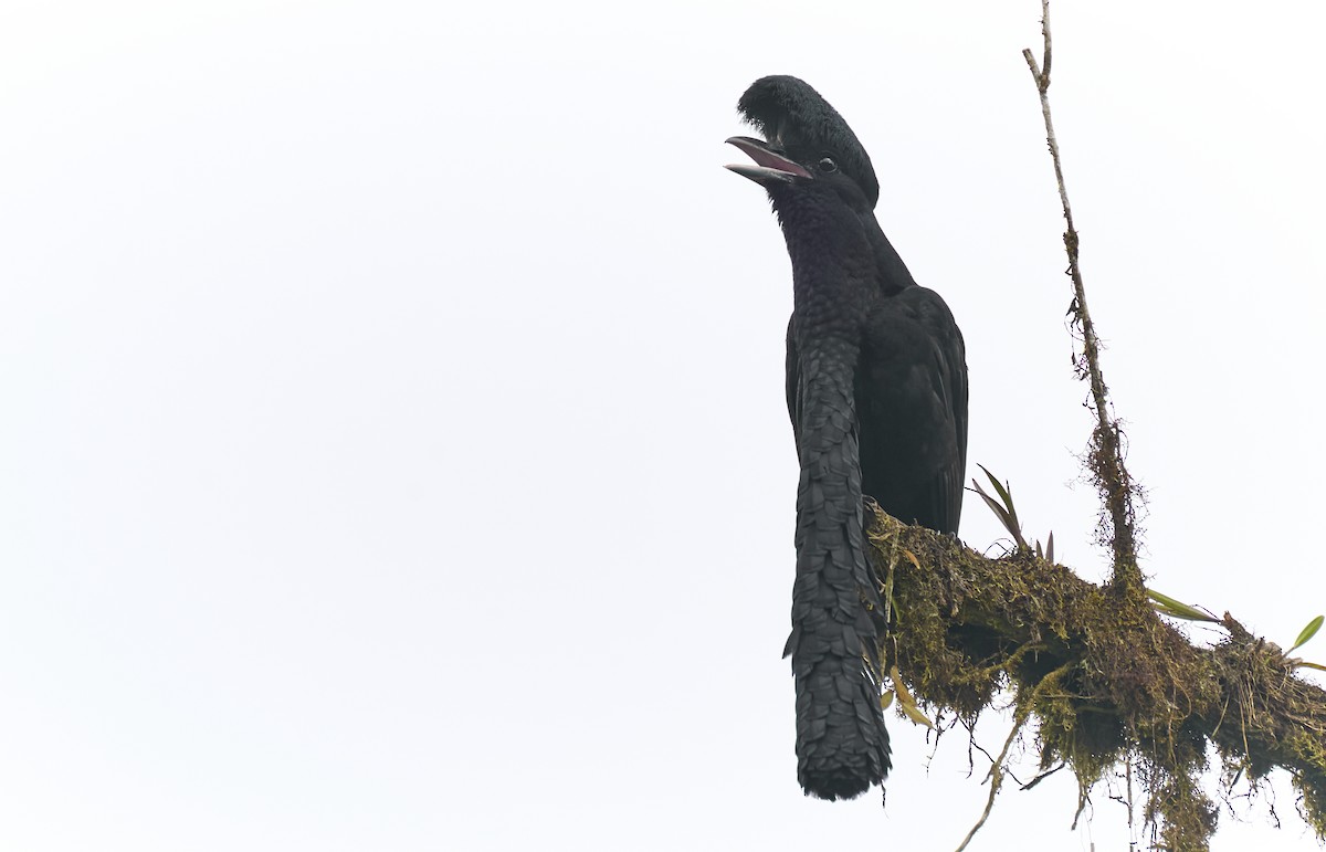 Long-wattled Umbrellabird - ML637967038