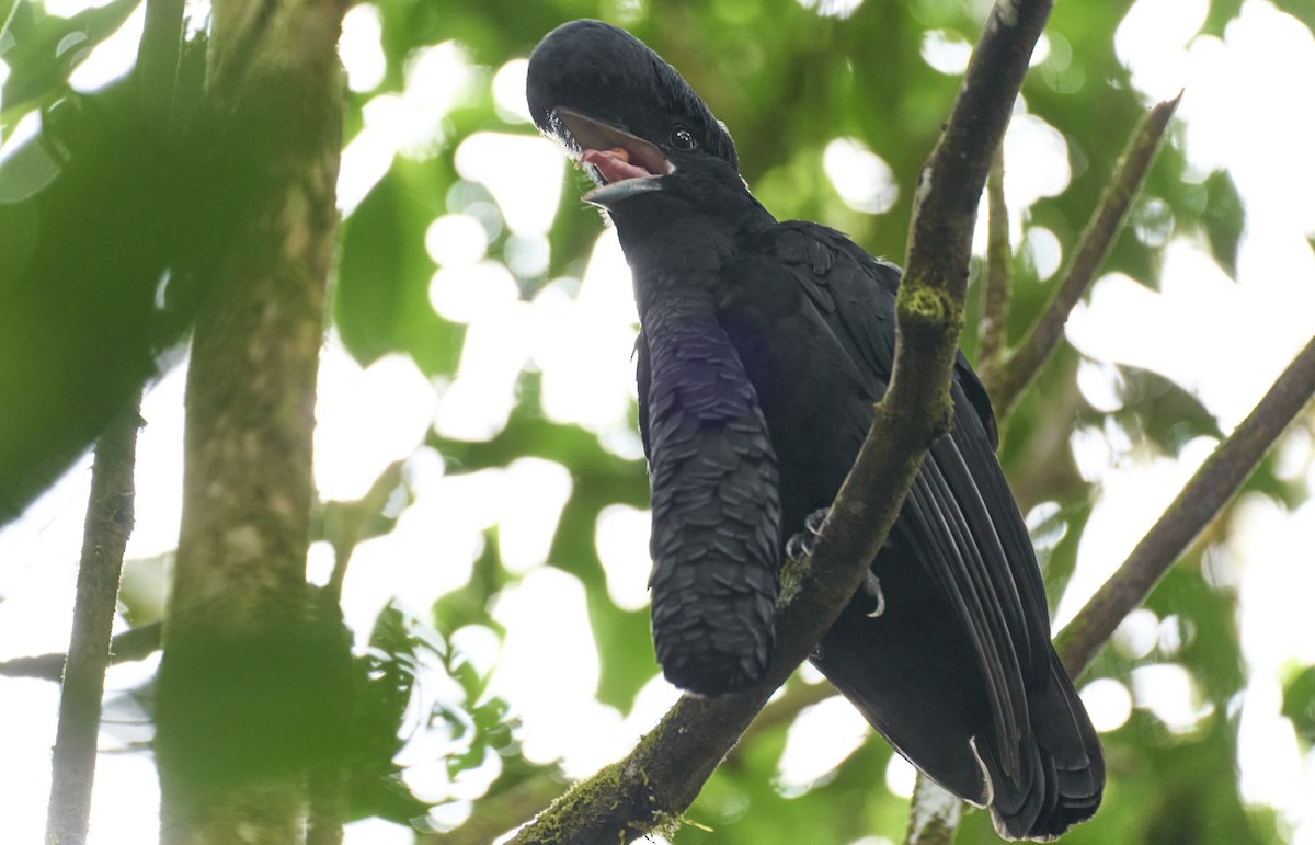 Long-wattled Umbrellabird - ML637967042