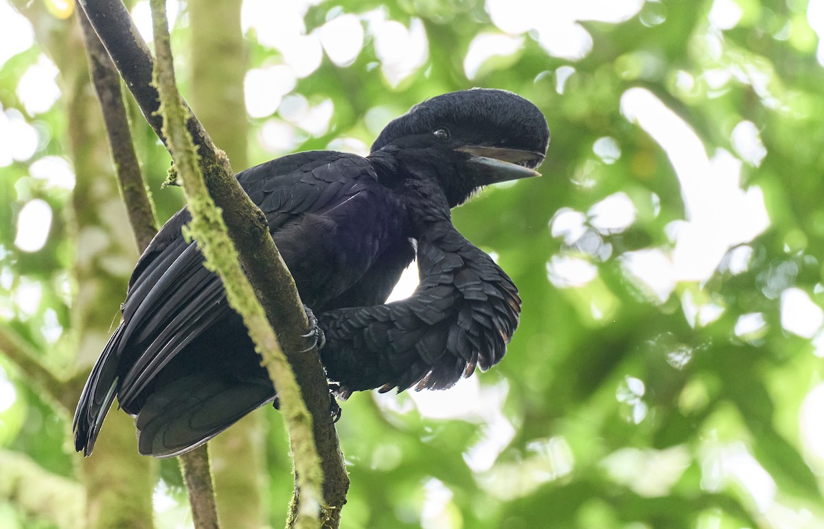 Long-wattled Umbrellabird - ML637967043