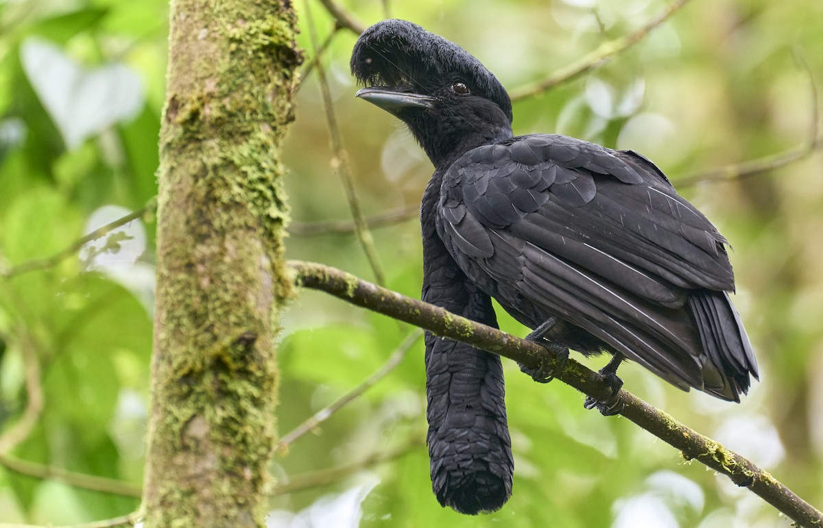 Long-wattled Umbrellabird - ML637967044