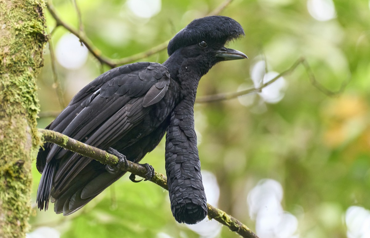 Long-wattled Umbrellabird - ML637967045