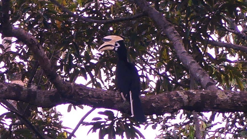 Oriental Pied-Hornbill - ML637967079