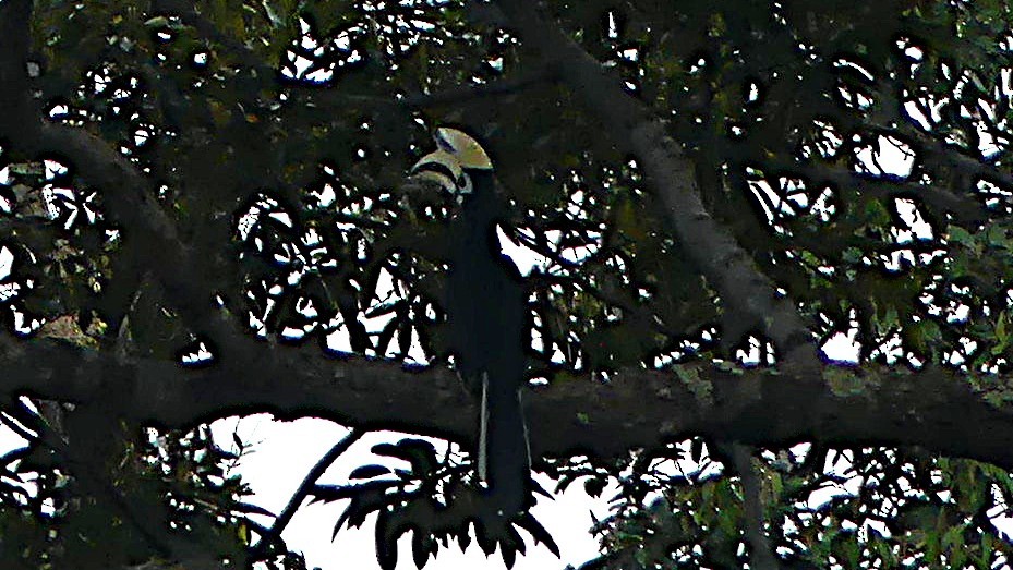 Oriental Pied-Hornbill - ML637967080