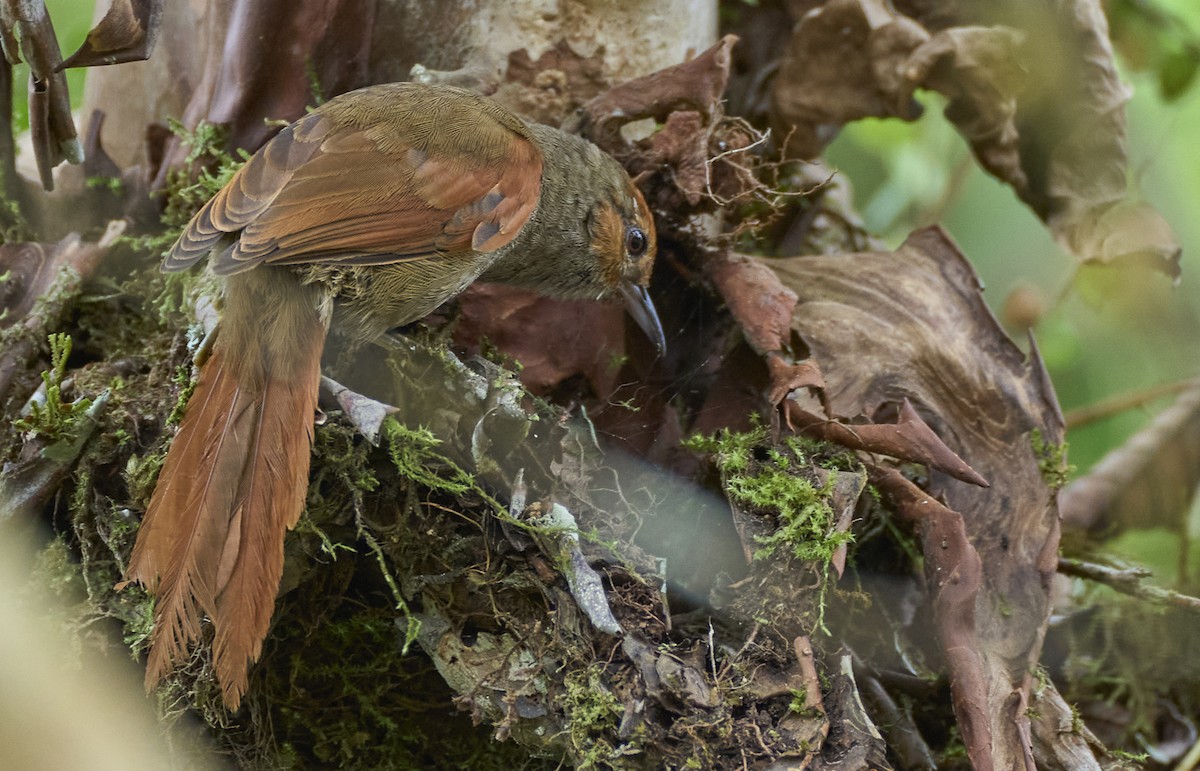 Red-faced Spinetail - ML637967096