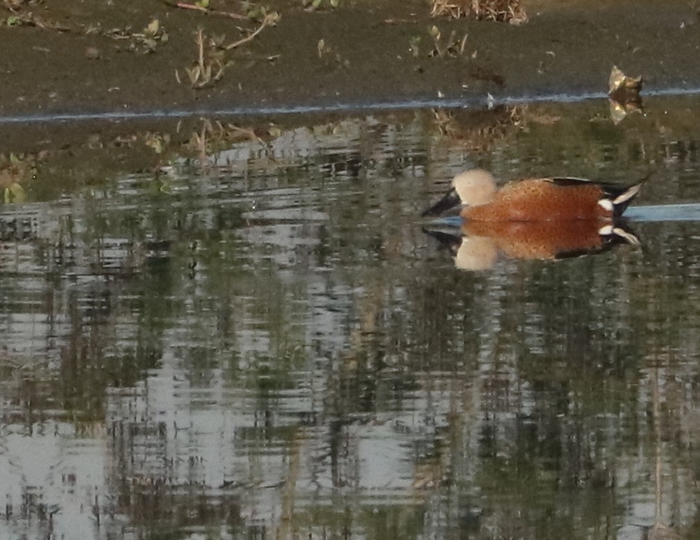 Red Shoveler - ML637967123