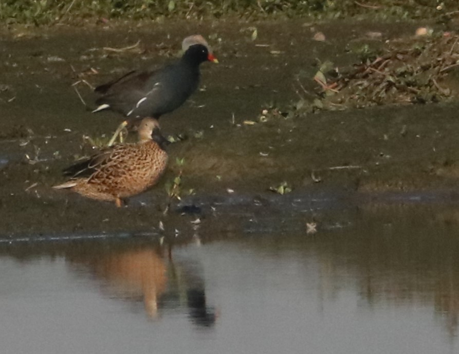 Red Shoveler - ML637967144