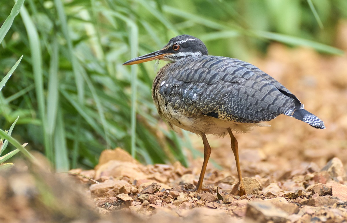 Sunbittern - ML637967159
