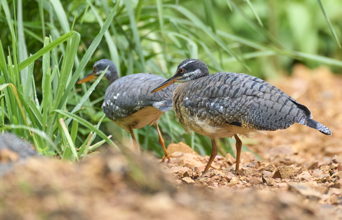 Sunbittern - ML637967163