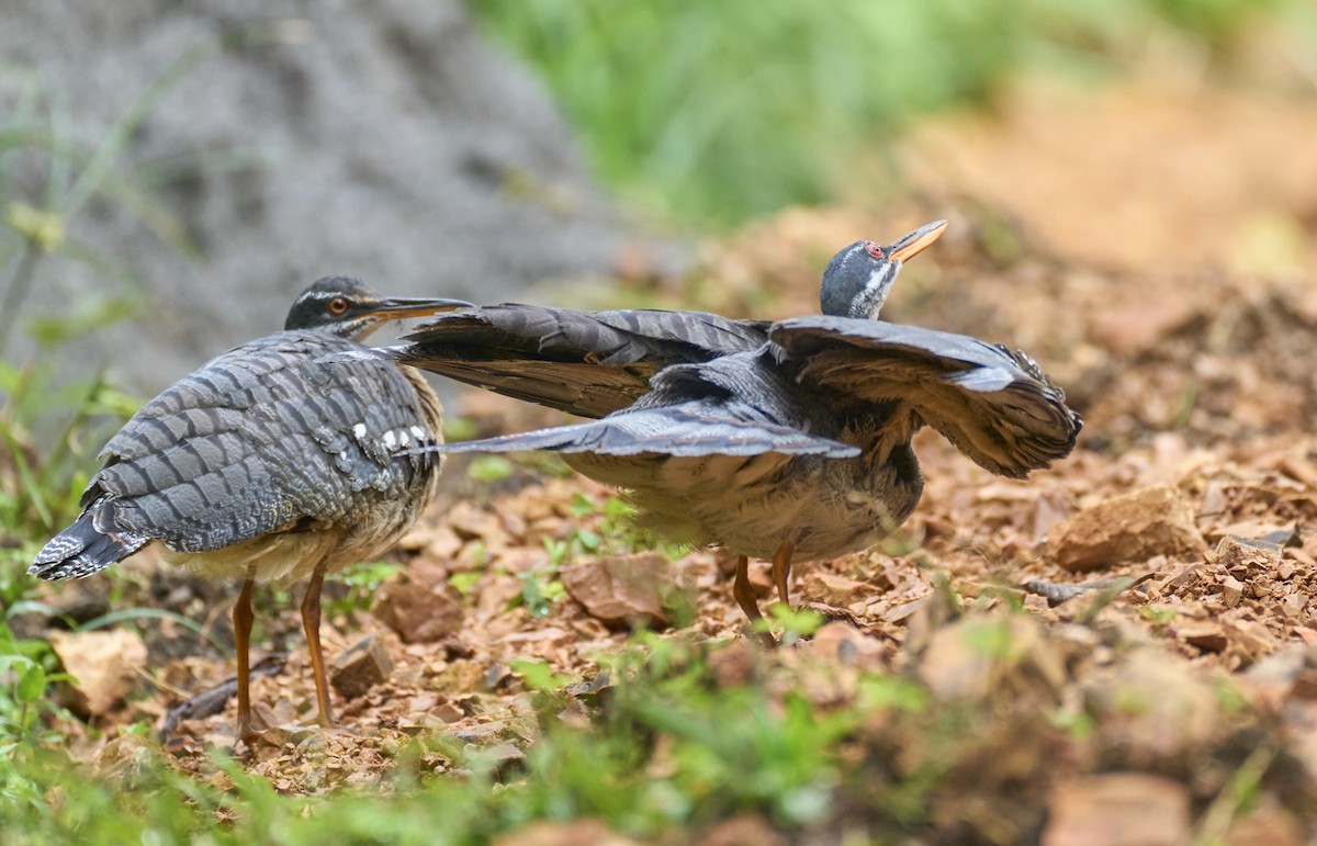 Sunbittern - ML637967165