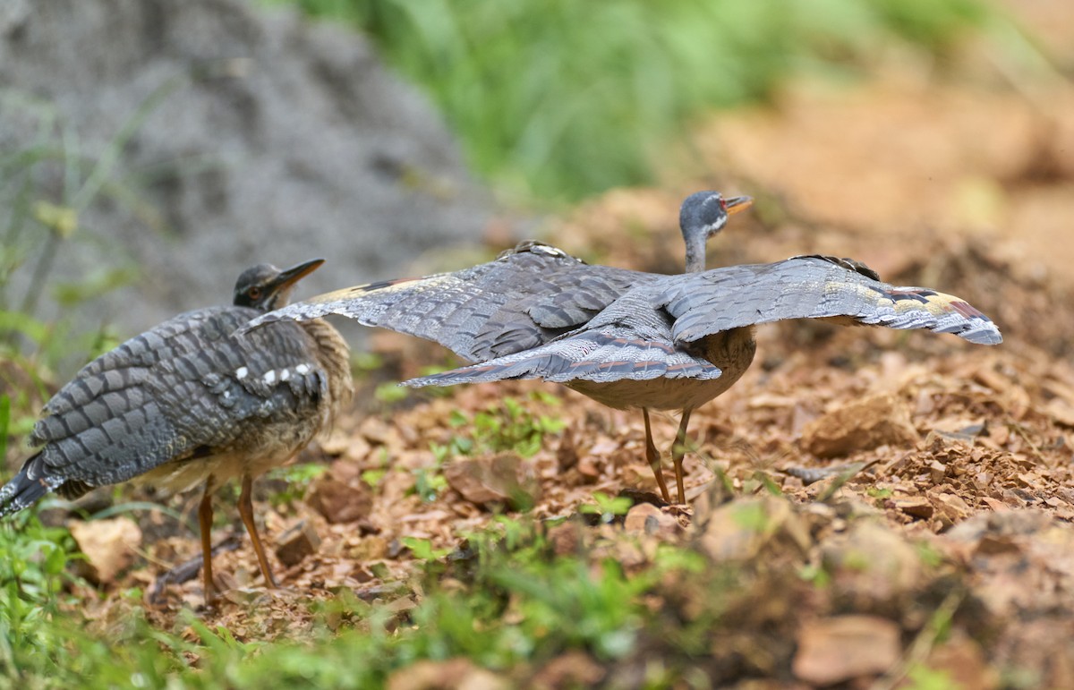 Sunbittern - ML637967168