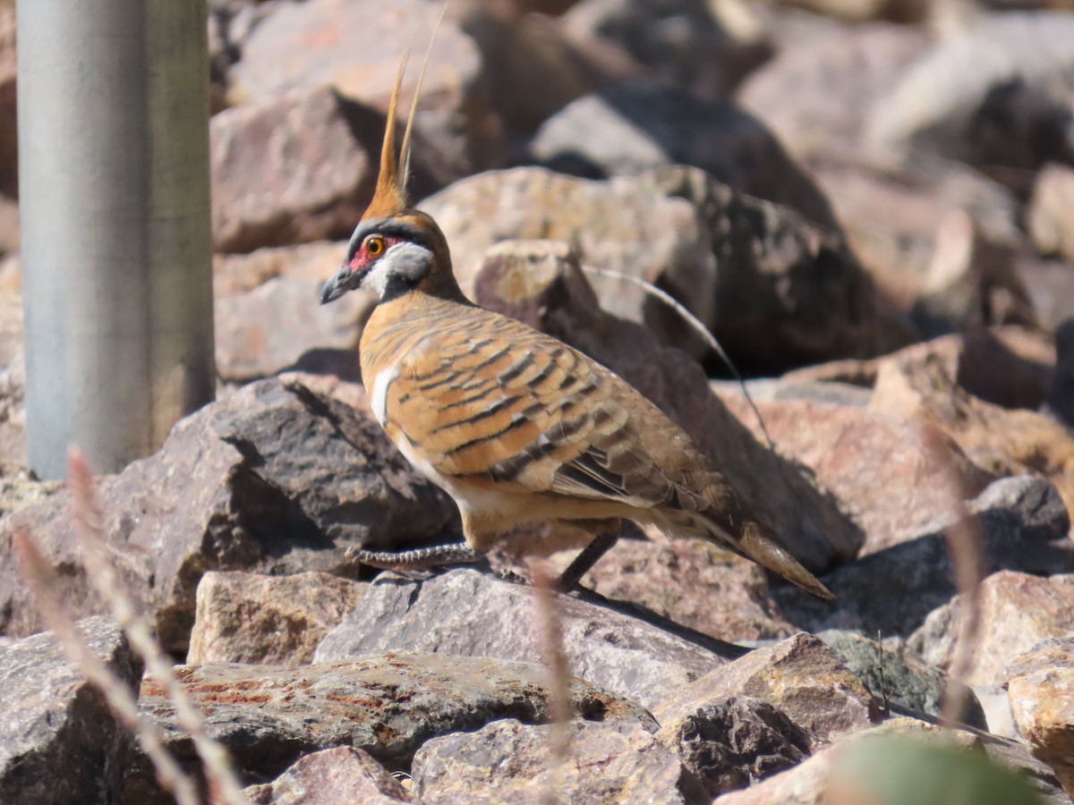Spinifex Pigeon - ML637967177