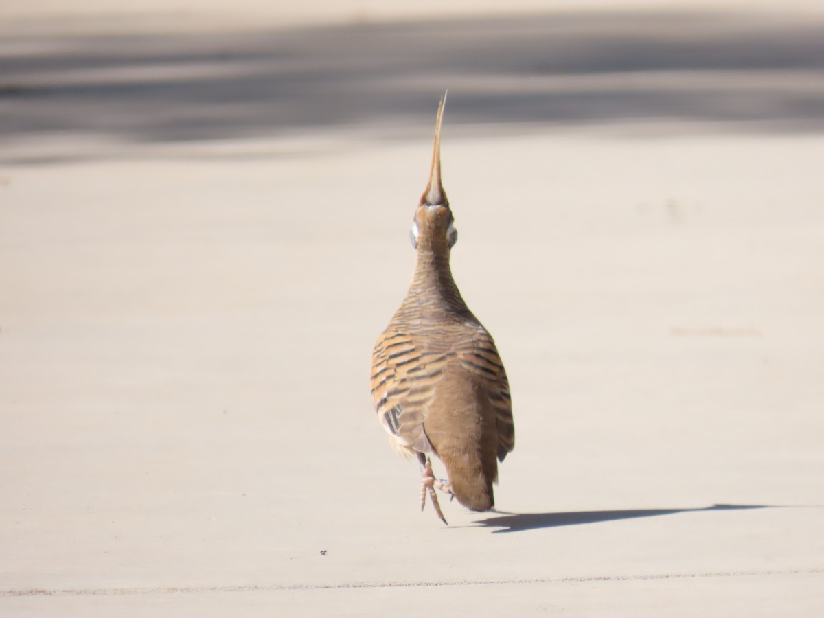 Spinifex Pigeon - ML637967179