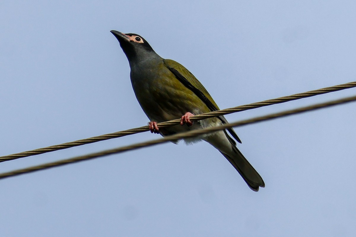 Australasian Figbird - ML637967197