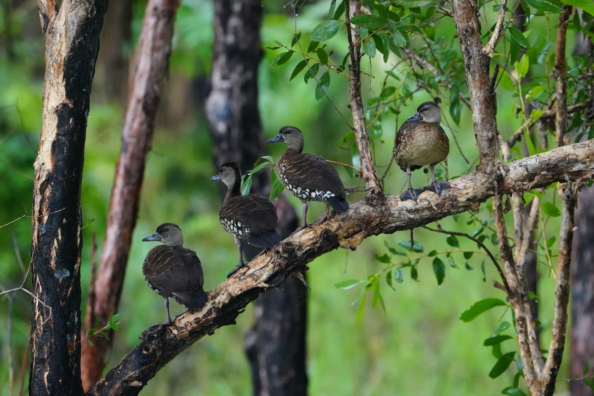 Spotted Whistling-Duck - ML637967199