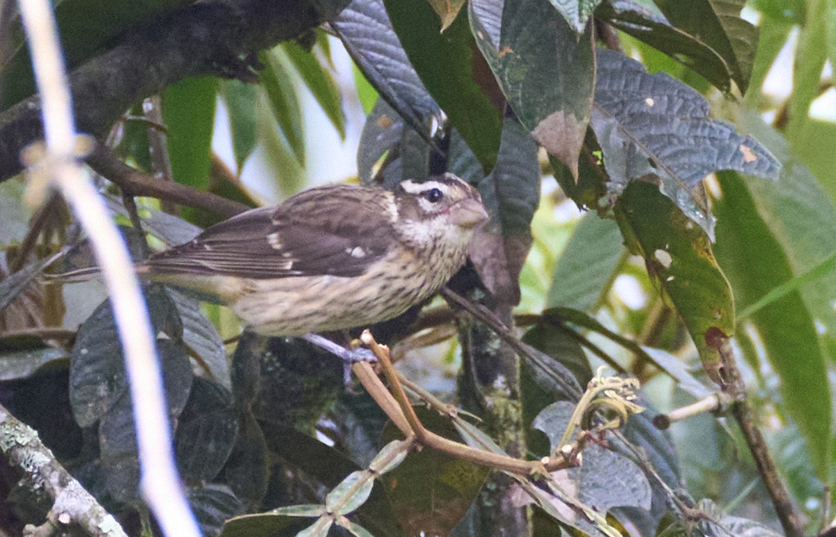Rose-breasted Grosbeak - ML637967200