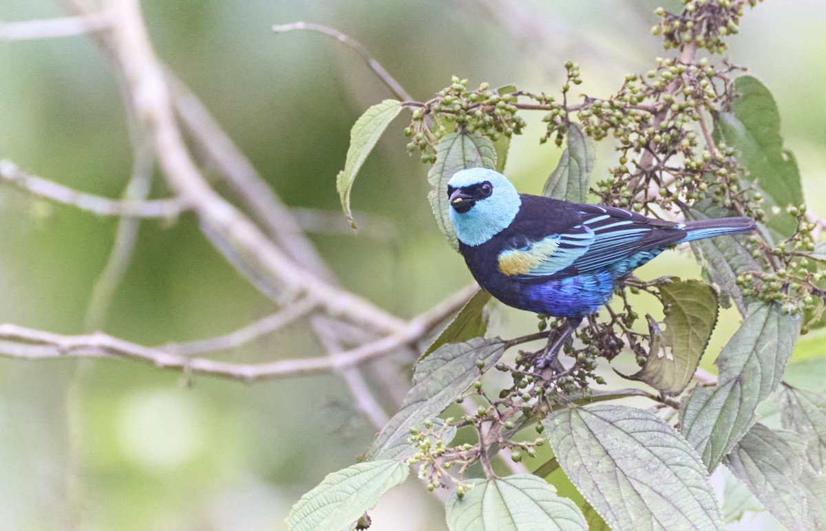 Blue-necked Tanager - ML637967214