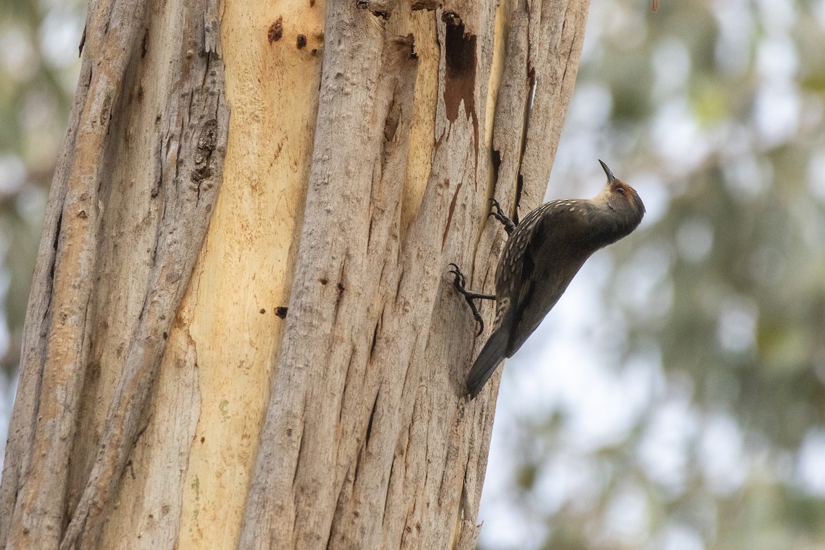 Red-browed Treecreeper - ML637967262