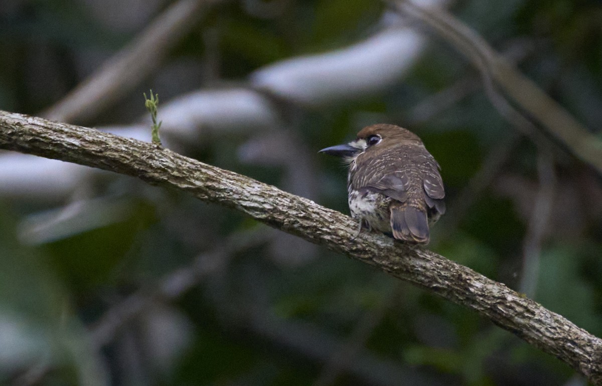 Streifenfaulvogel - ML637967283