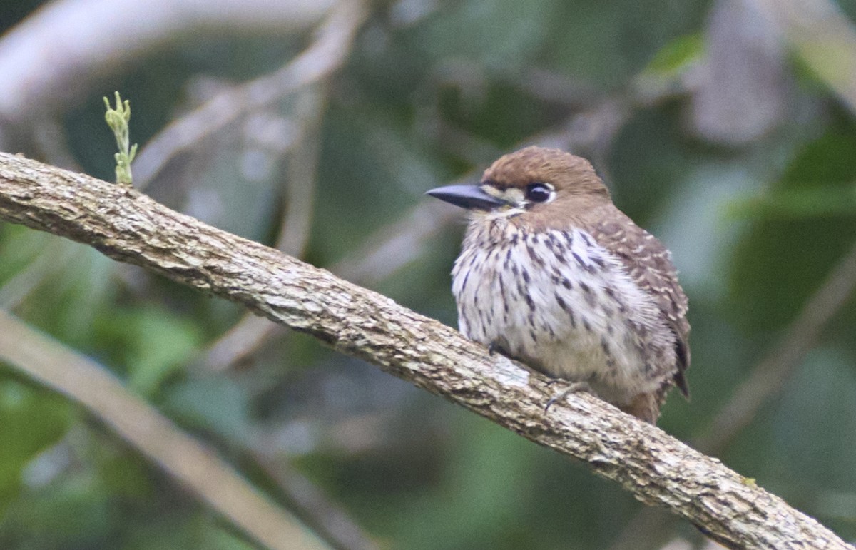 Streifenfaulvogel - ML637967284