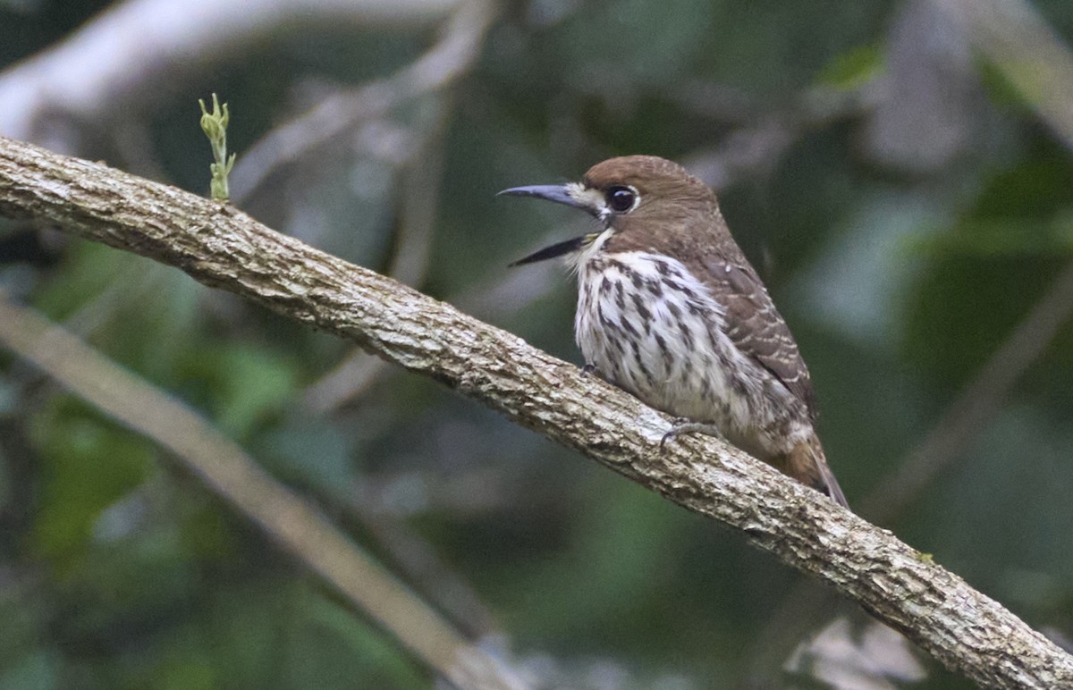Streifenfaulvogel - ML637967285