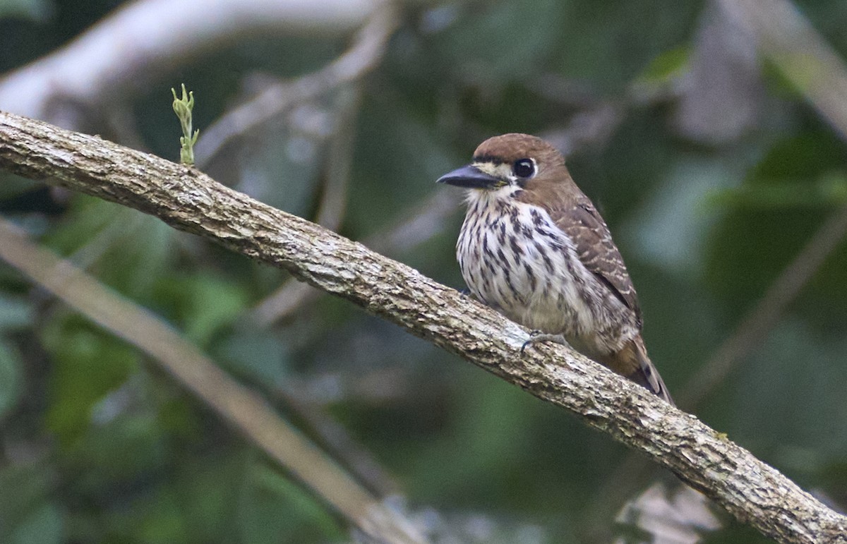 Streifenfaulvogel - ML637967286