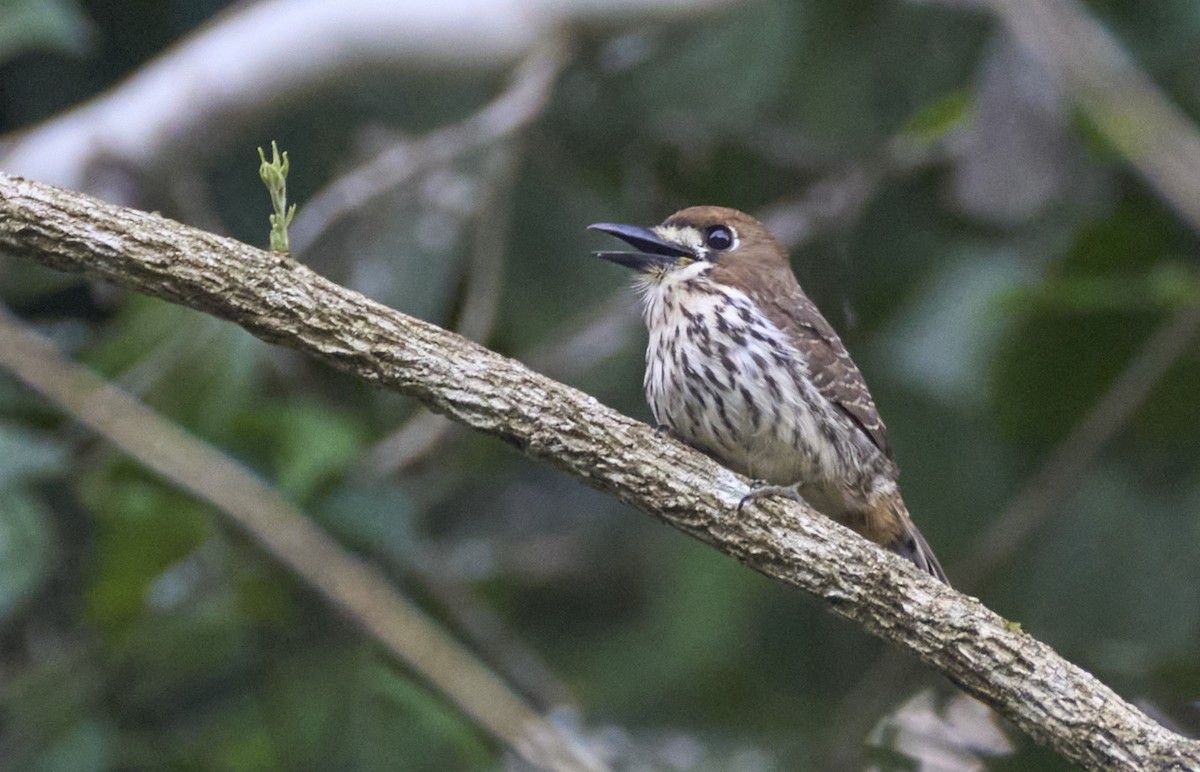 Streifenfaulvogel - ML637967287