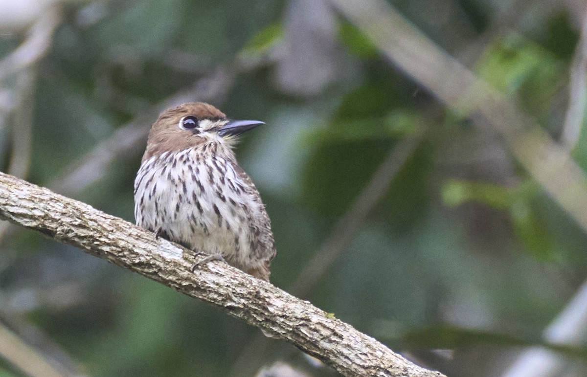 Streifenfaulvogel - ML637967288