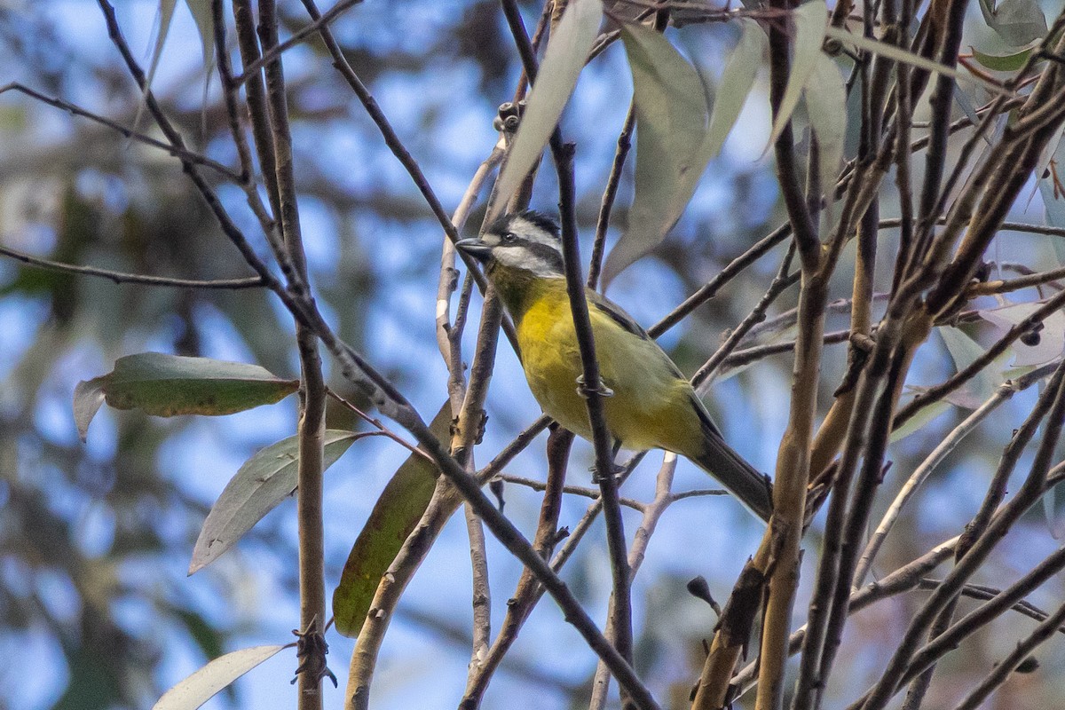 Eastern Shrike-tit - ML637967291