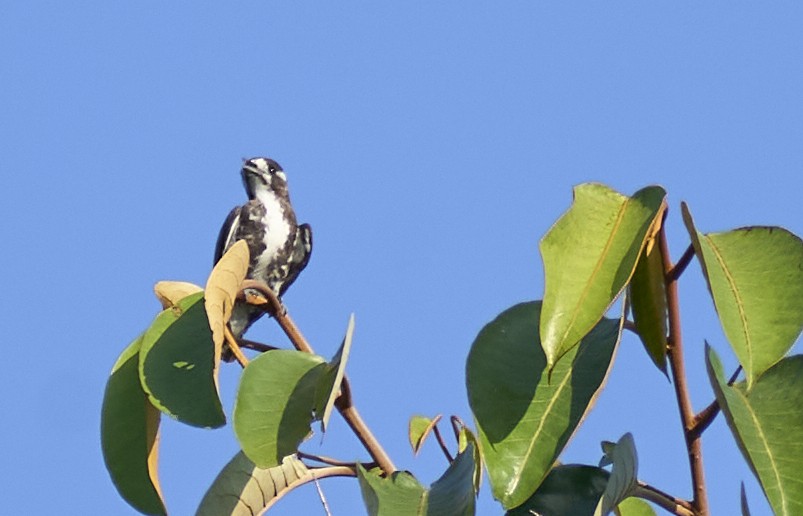 White-browed Purpletuft - ML637967306