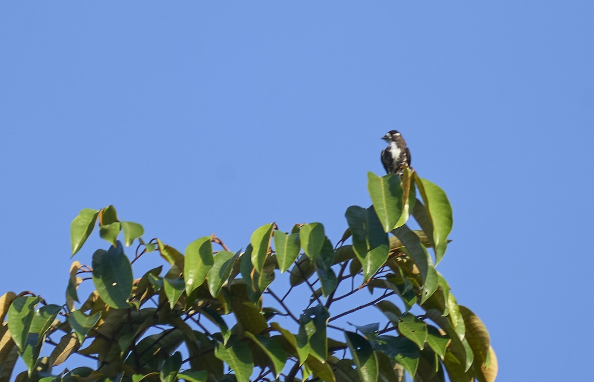 White-browed Purpletuft - ML637967307